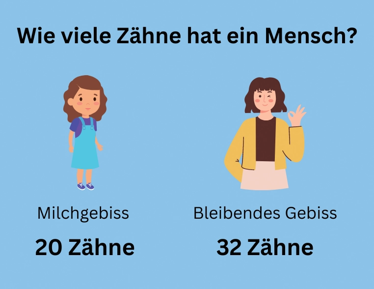 Eine Übersicht zum Thema, wie viele Zähne hat ein Mensch.
